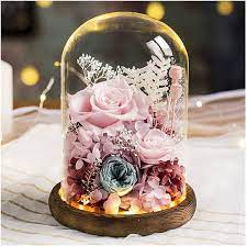 Preserved Plants & Flowers