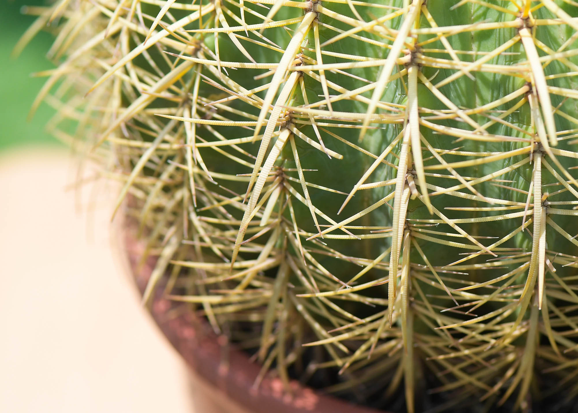 Mashatel Kuwait Plant a Life