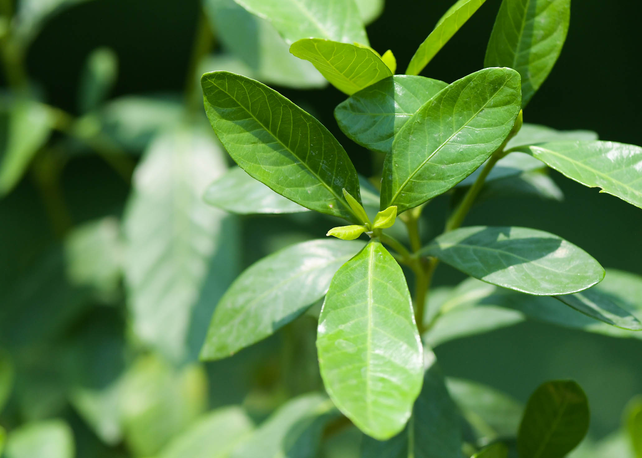 Mashatel Kuwait Plant a Life