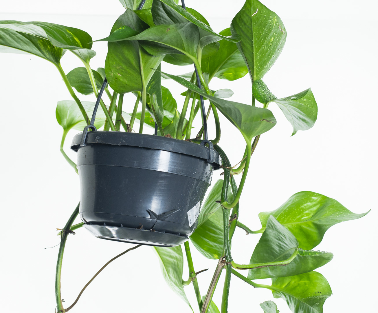 Epipremnum Aureum Online Indoor Plants