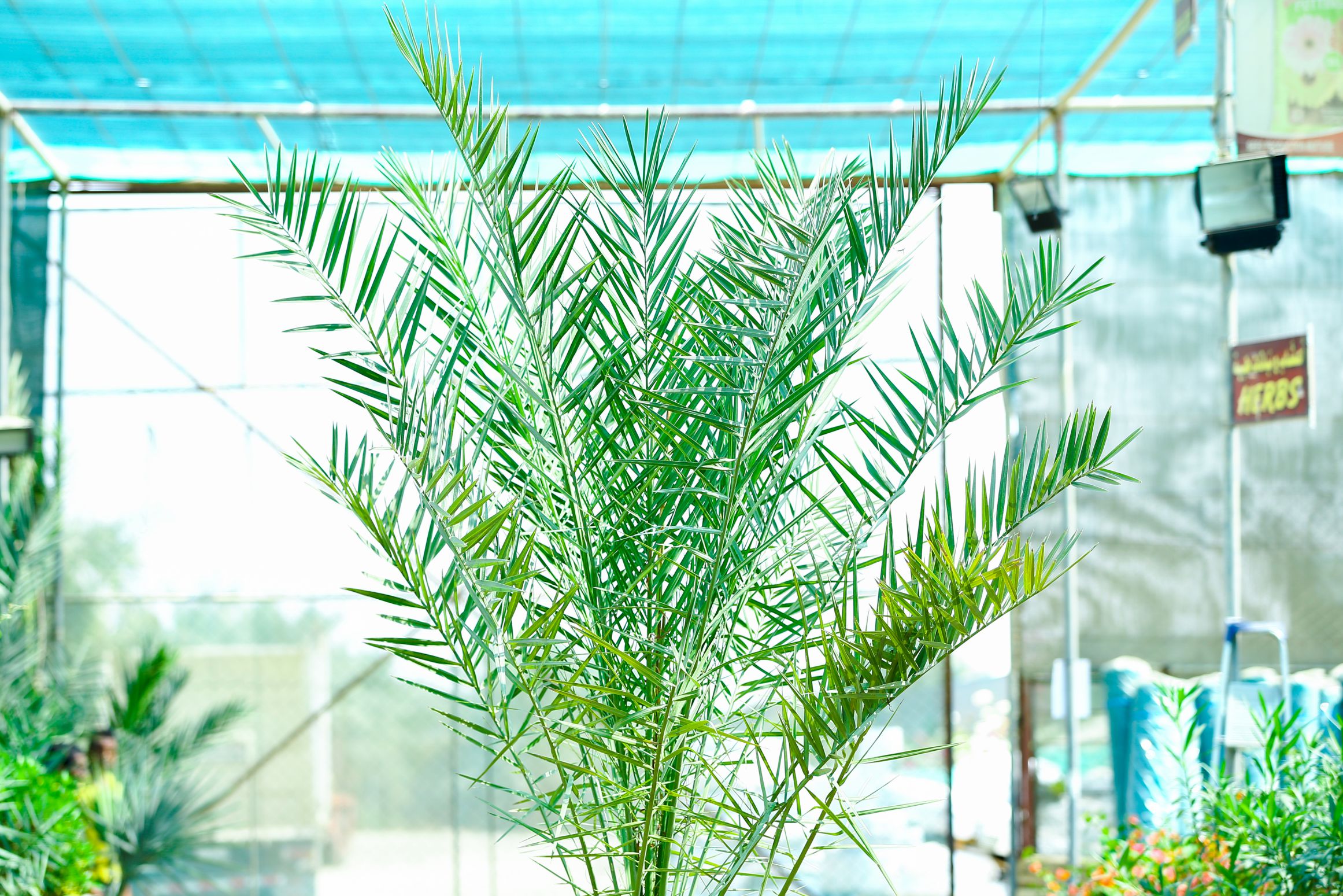 Ghannami Palm 12 Gallon 'Outdoor Plants Palm Plants