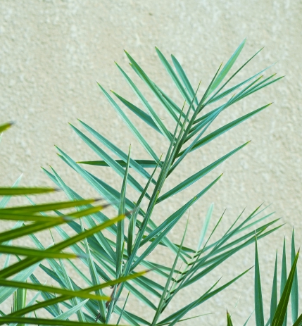 Barhi Palm 12 Gallon 'Outdoor Plants Palm Plants