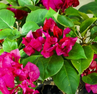 الجهنمية - المجنونة 'نباتات خارجية النباتات المزهرة