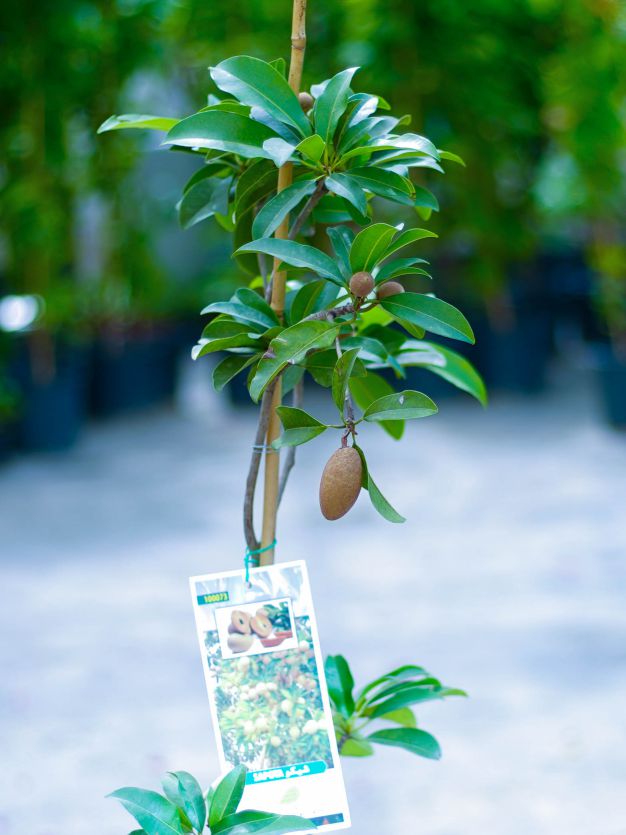 Sapota Chicks 'Outdoor Plants Fruit Plants