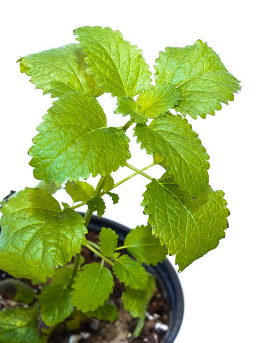 Mashatel Kuwait Plant a Life