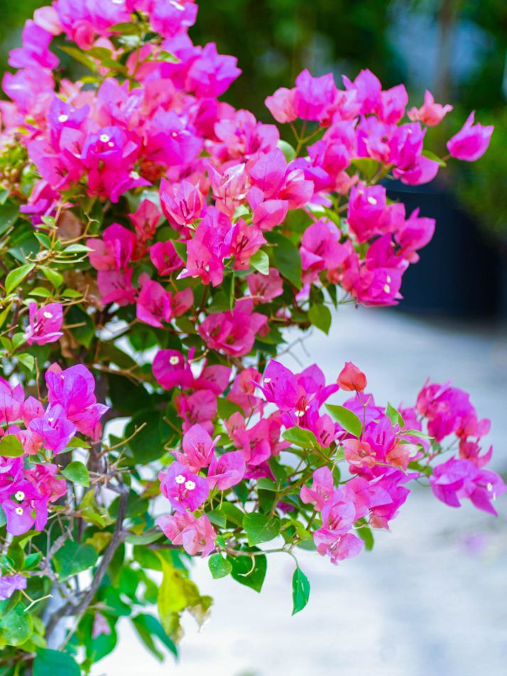 جهنميه - مجنونه 'نباتات خارجية النباتات المزهرة