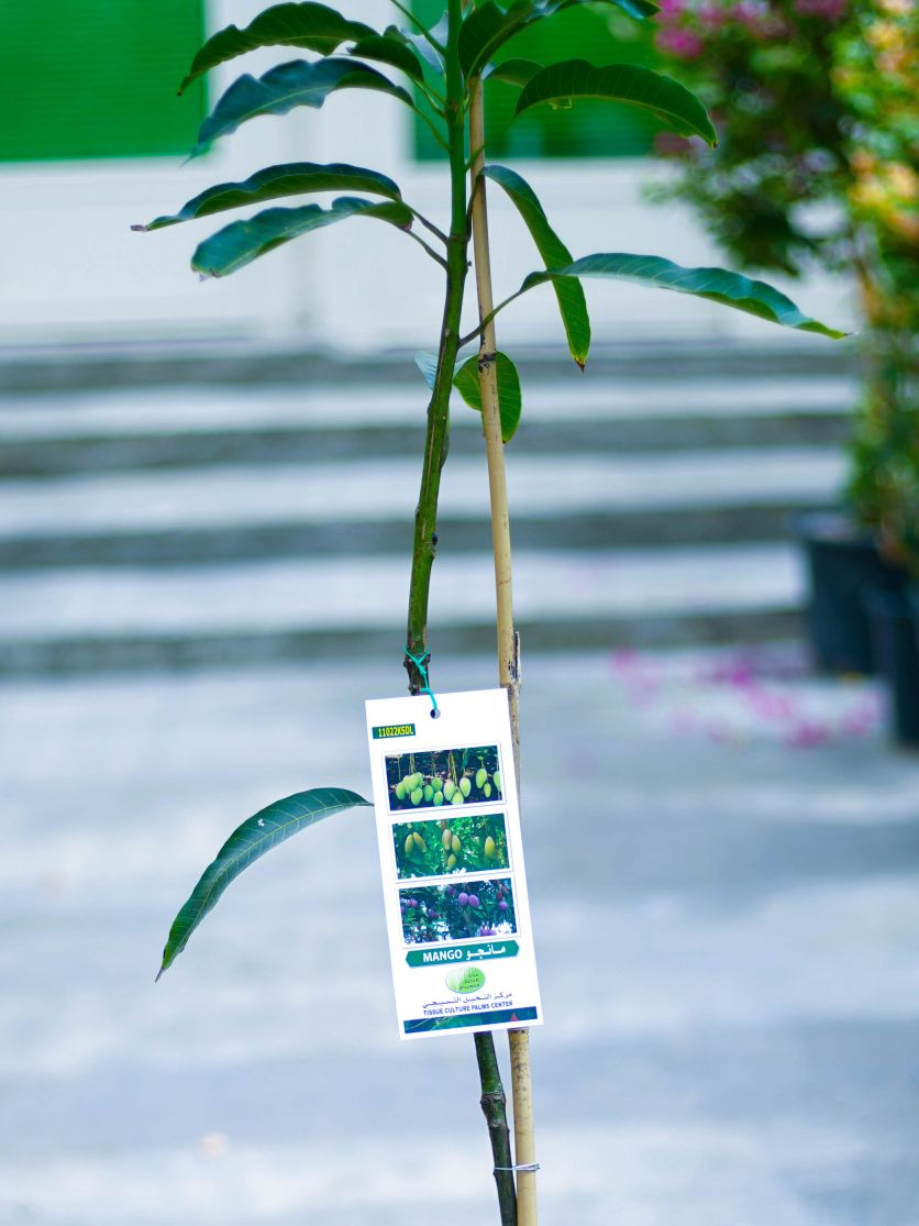 Mango Alphonso 'Outdoor Plants Fruit Plants