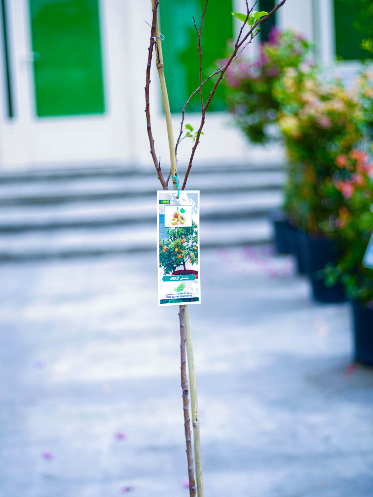 Apricot 'Outdoor Plants Fruit Plants