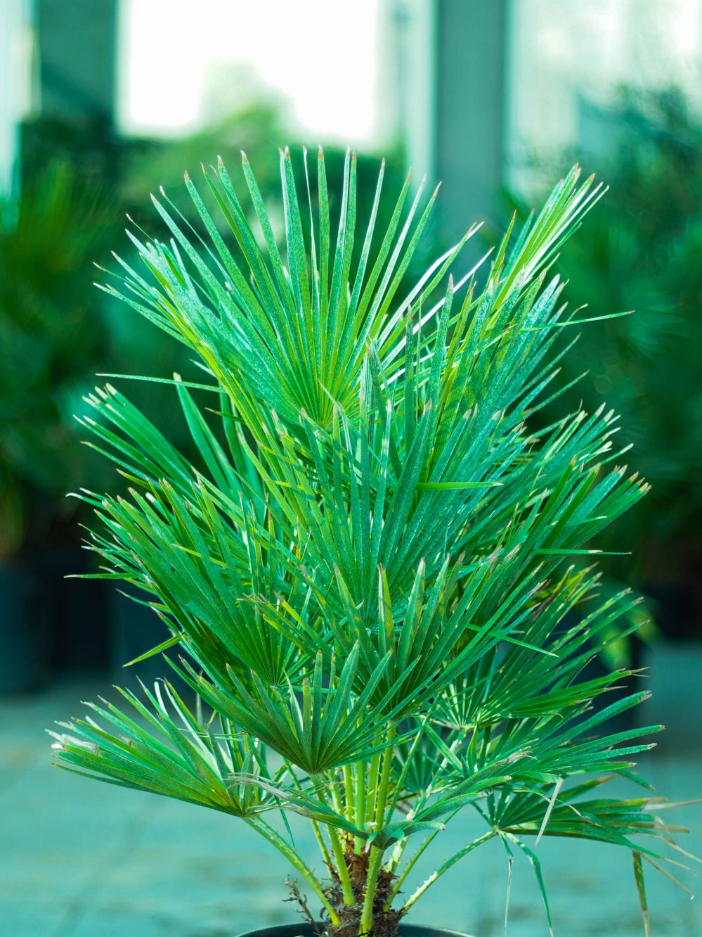 تشاميروبس هوميليس 'نباتات خارجية اشجار