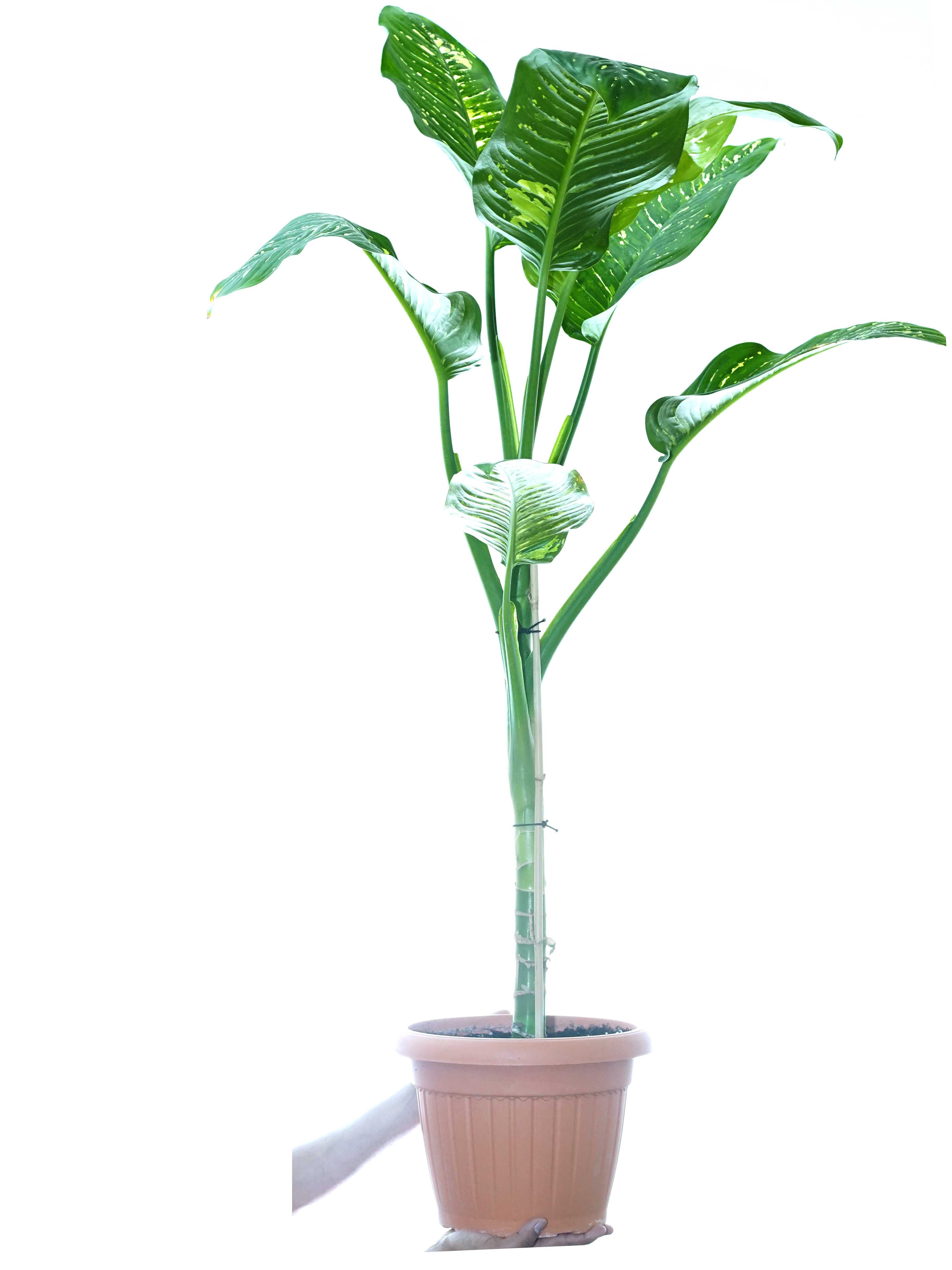 Dieffenbachia Camilla 'Indoor Plants Shrubs