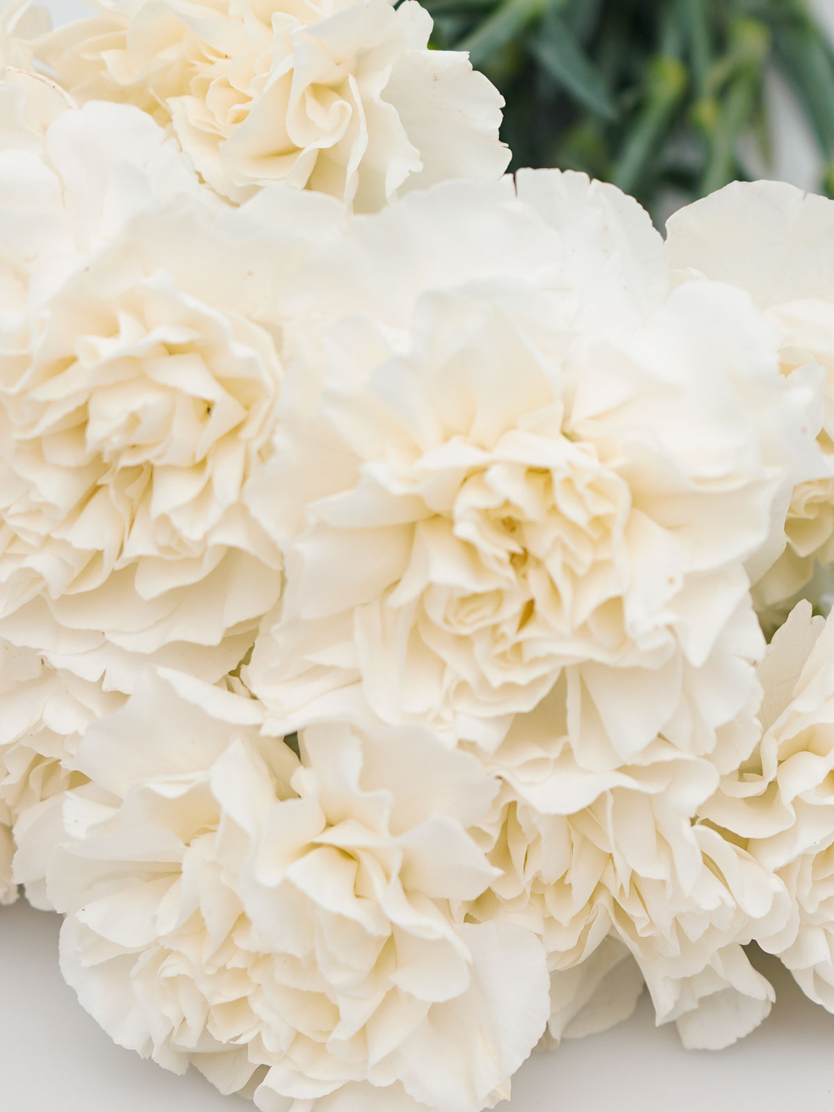 Carnation White 'Wholesale Flowers Cut Flowers