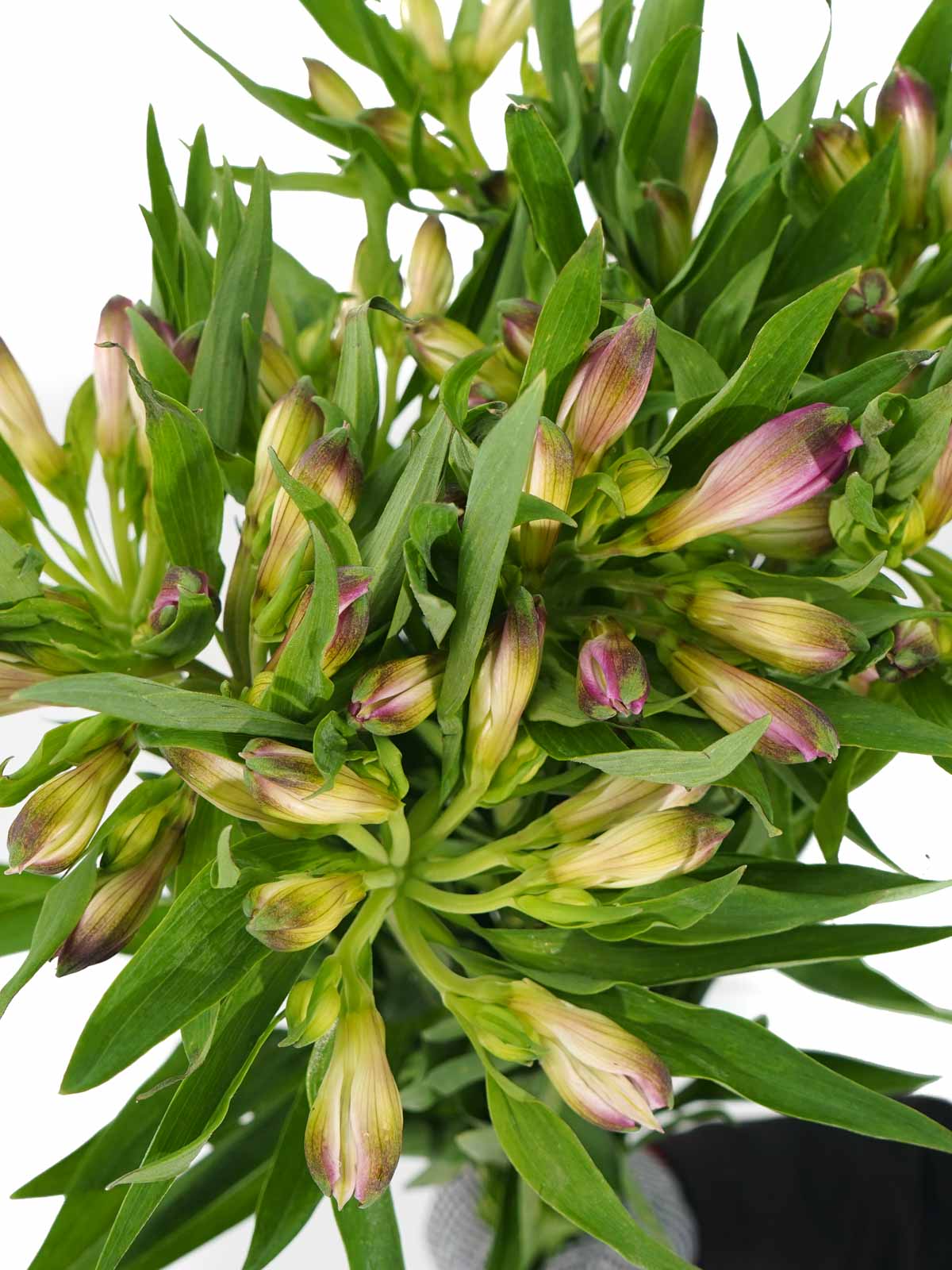 Astromeria Fushia 'Wholesale Flowers Cut Flowers
