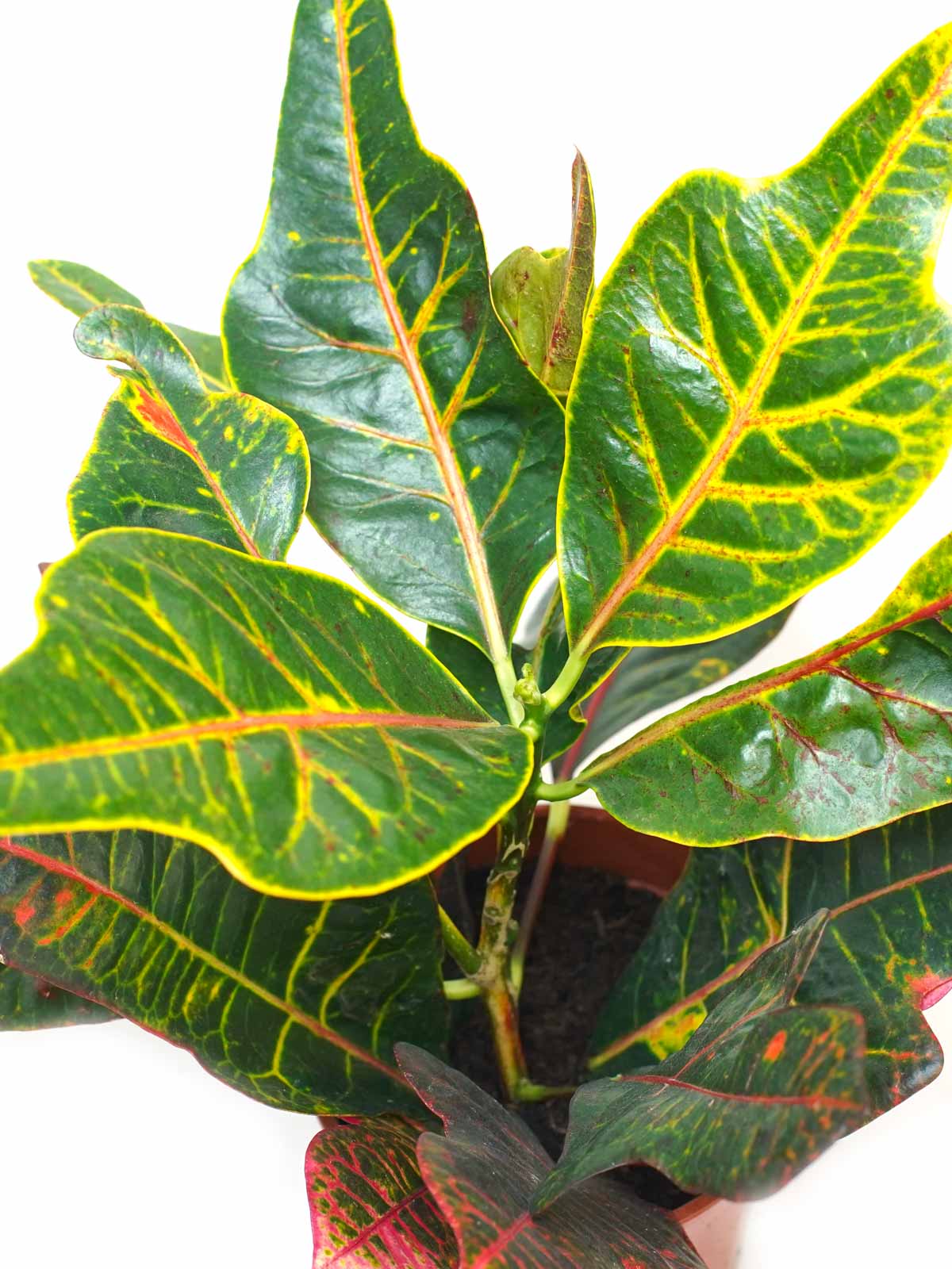 Mashatel Kuwait Plant a Life