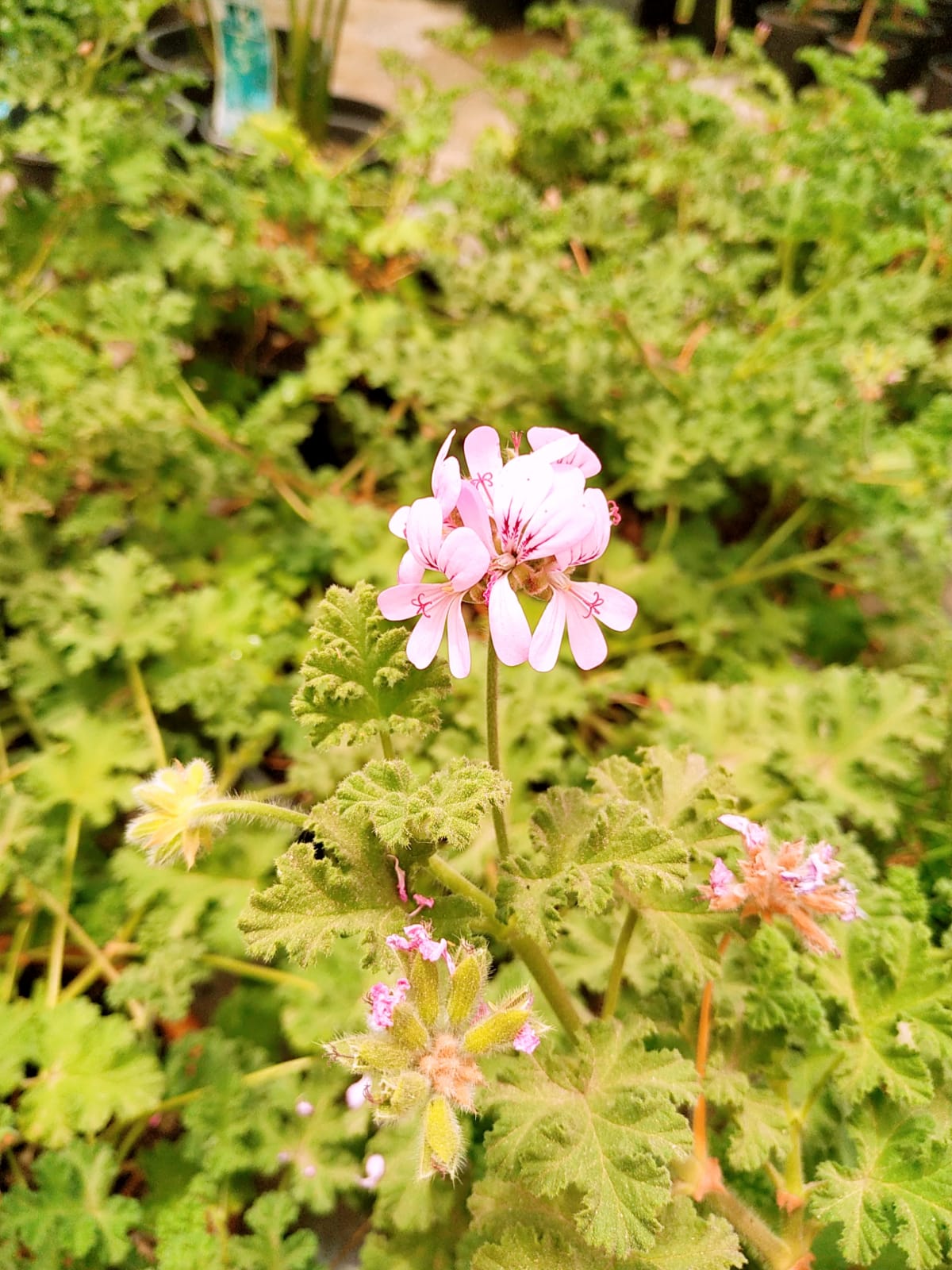 Mashatel Kuwait Plant a Life