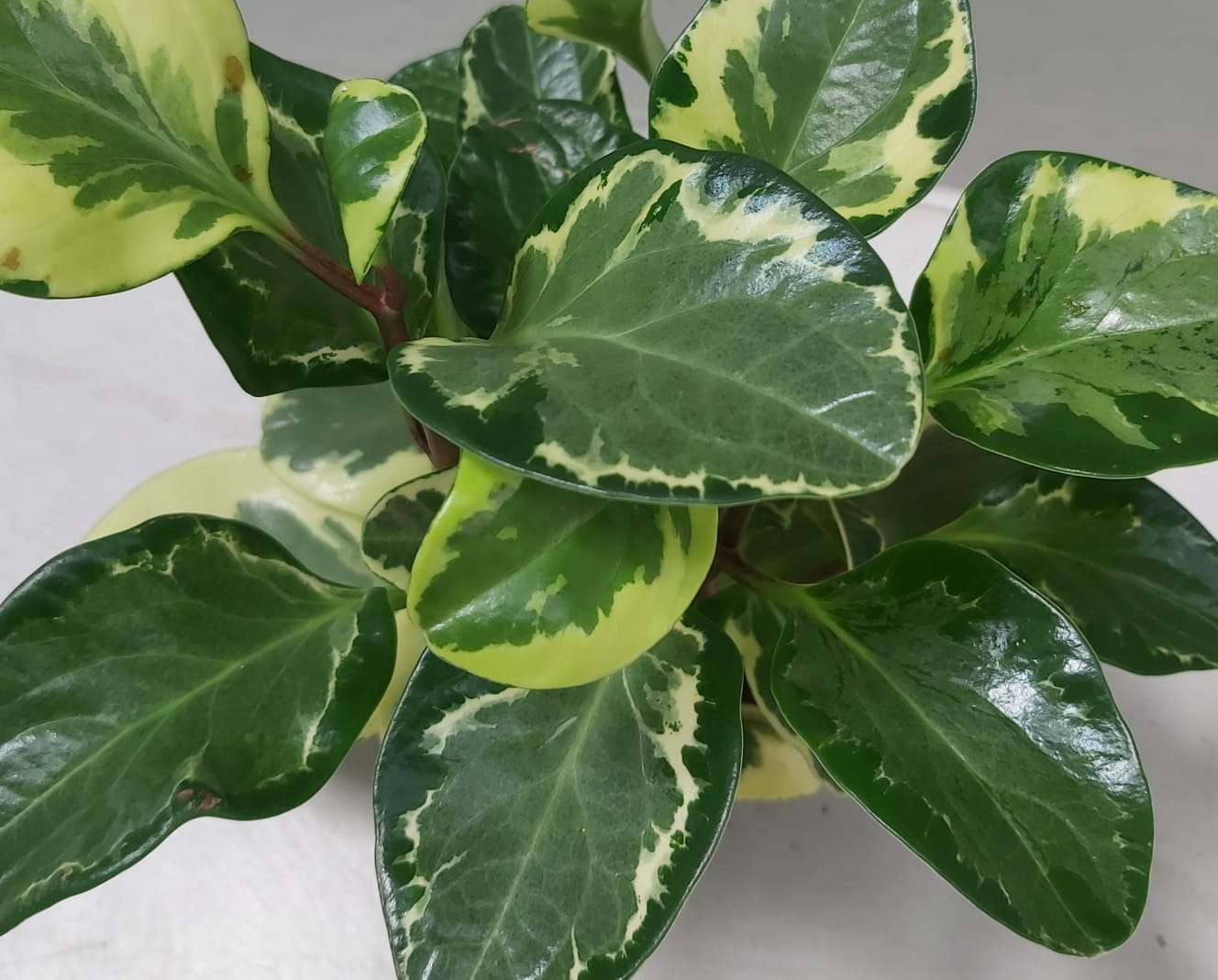 Buy Plants Online Cheap Indoor Trees Online Best Prices in Kuwait