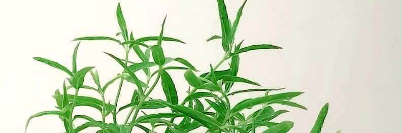 حبق 'نباتات خارجية أعشاب