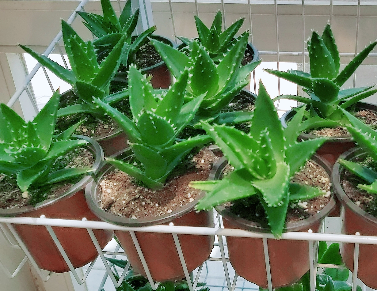 Aloe Online Indoor Plants
