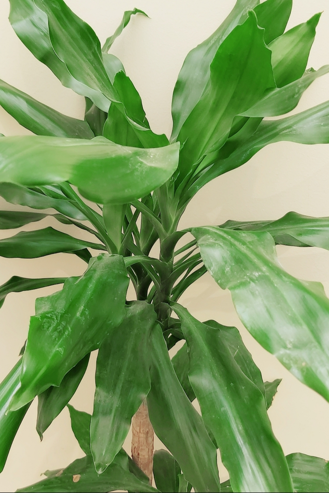 دراسينا لوكس  'نباتات داخلية شجيرات