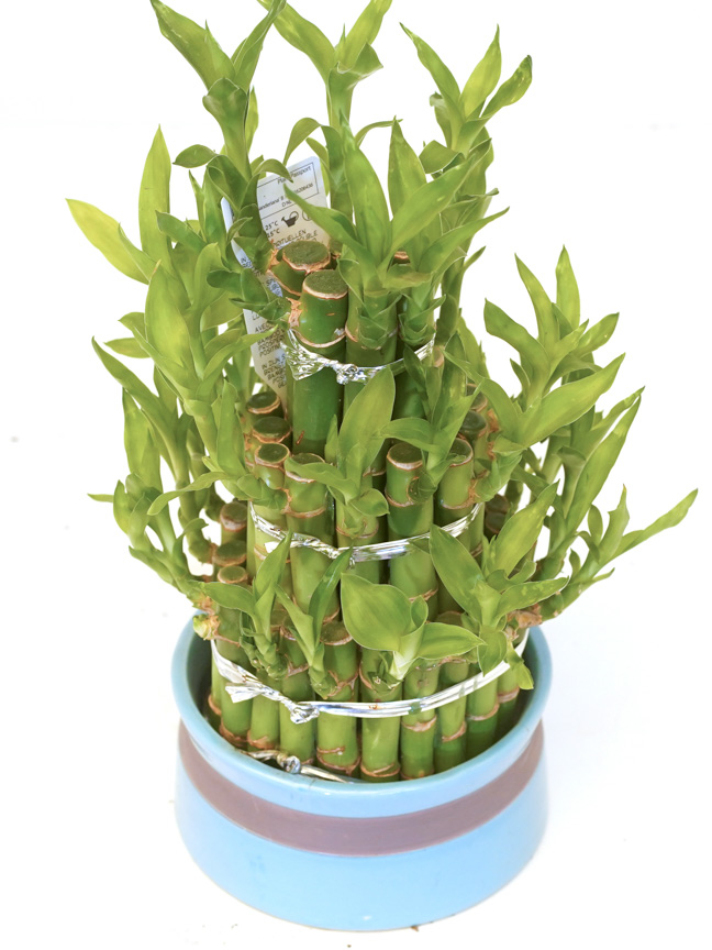 Lucky Bamboo Plants Online Good Luck Plant Kuwait