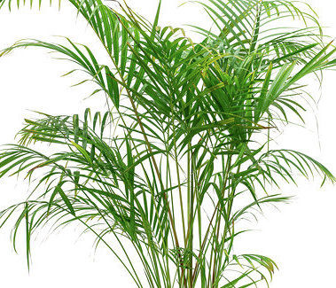 الفوفل 'نباتات داخلية شجيرات