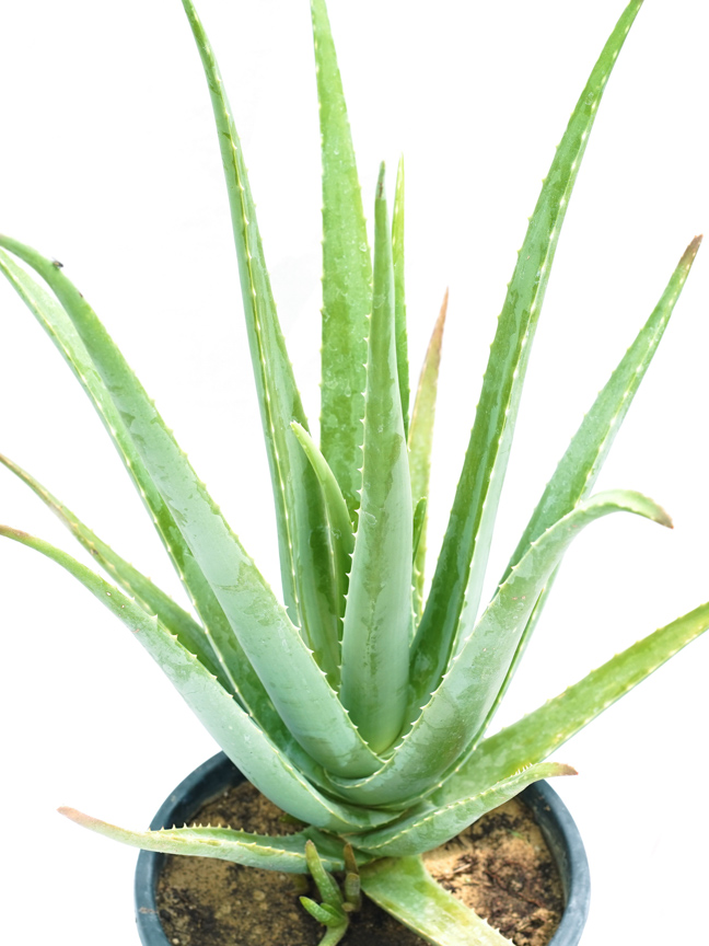 Organic Herb Plants Online Buy Herb Plant Online at Best Prices