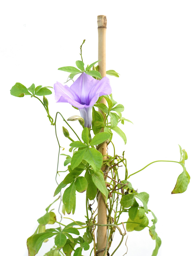 Outdoor Flowering Plants Online Best Fruit Plants Online Kuwait