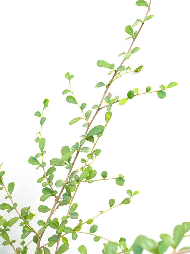 كرمونا 'نباتات خارجية اشجار