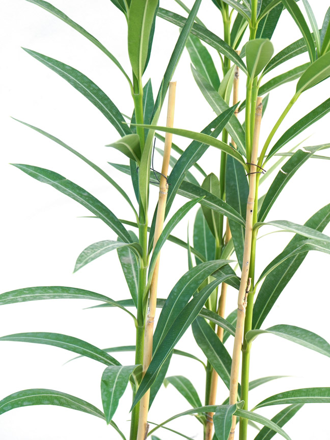 الدفلة نيريوم 'نباتات خارجية شجيرات