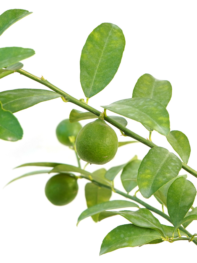 Lemon Shehri 'Outdoor Plants Fruit Plants