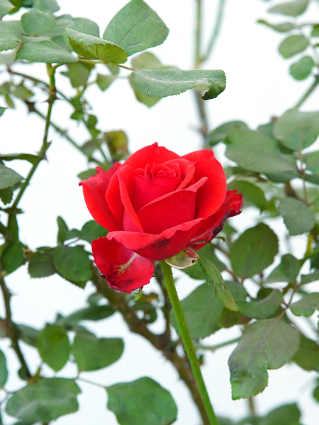 وردة حمراء 'نباتات خارجية النباتات المزهرة