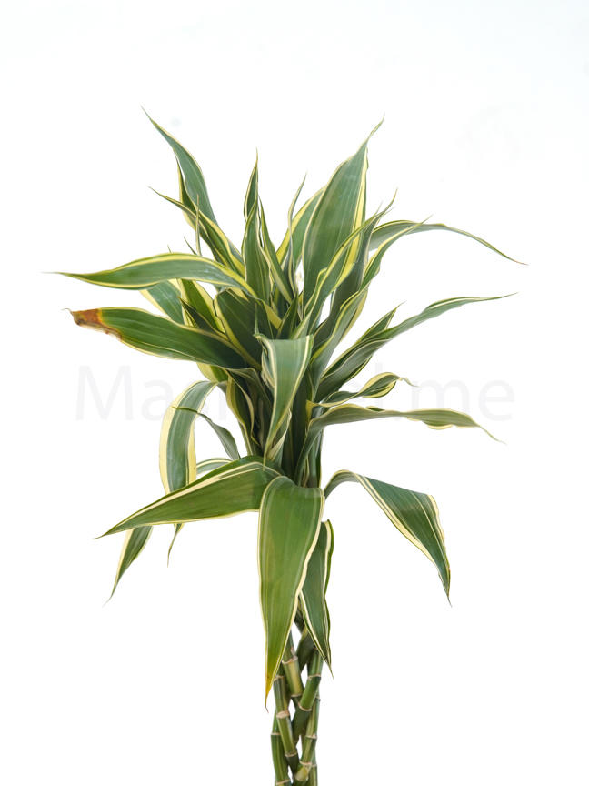 Best Indoor Live House Plants Online Small & Tall Indoor Plants