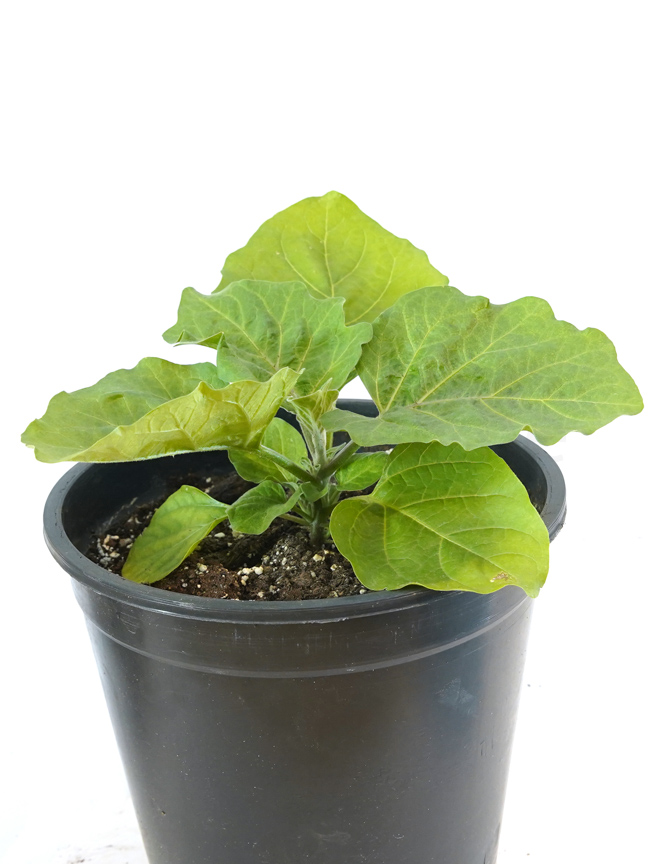Vegetable Planters Buy Outdoor Vegetable Plants Online