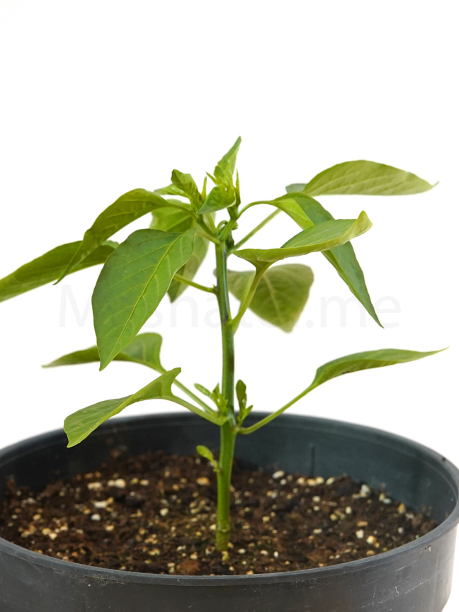 Vegetable Planters Buy Outdoor Vegetable Plants Online