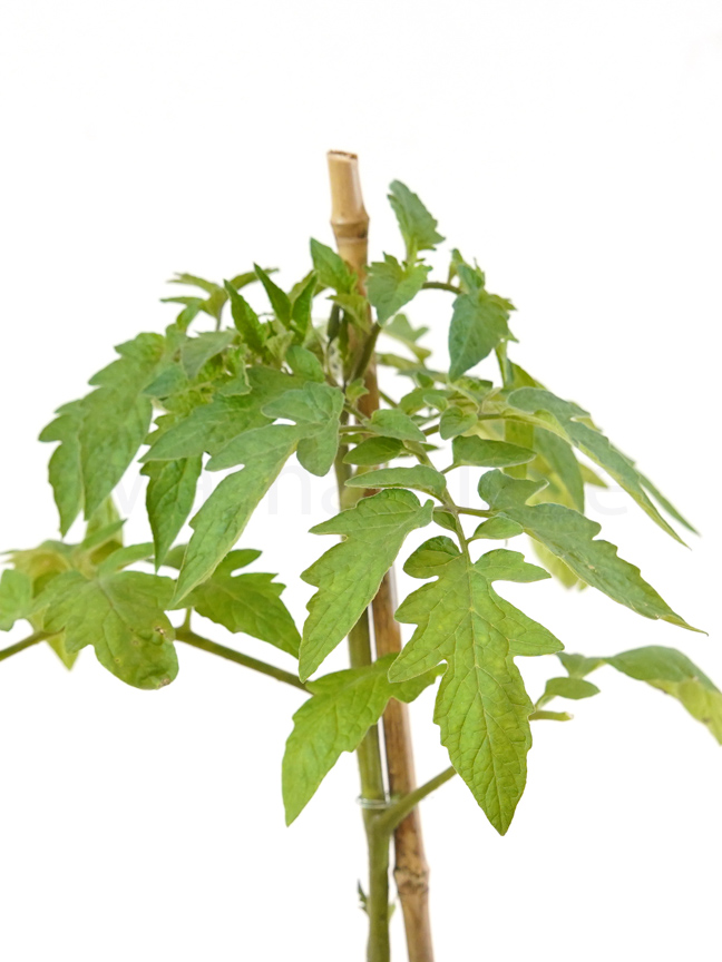 Vegetable Planters Buy Outdoor Vegetable Plants Online