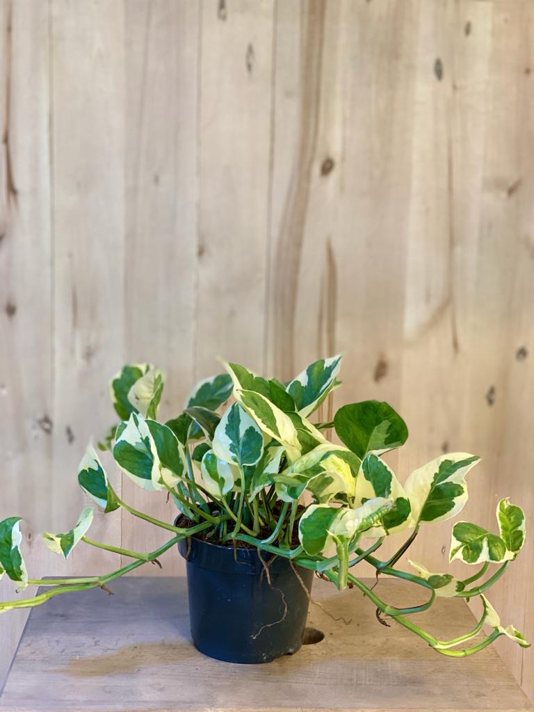 Pothos Happy Leaf 'Indoor Plants Shrubs