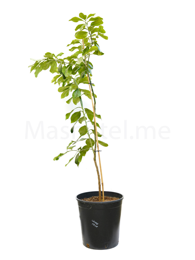  جريب فروت 'نباتات خارجية نباتات الفاكهة