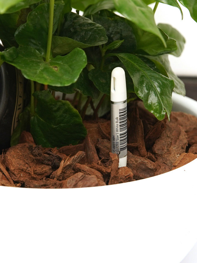 Buy Plant & Pots Online for Flowers Plants Mashatel