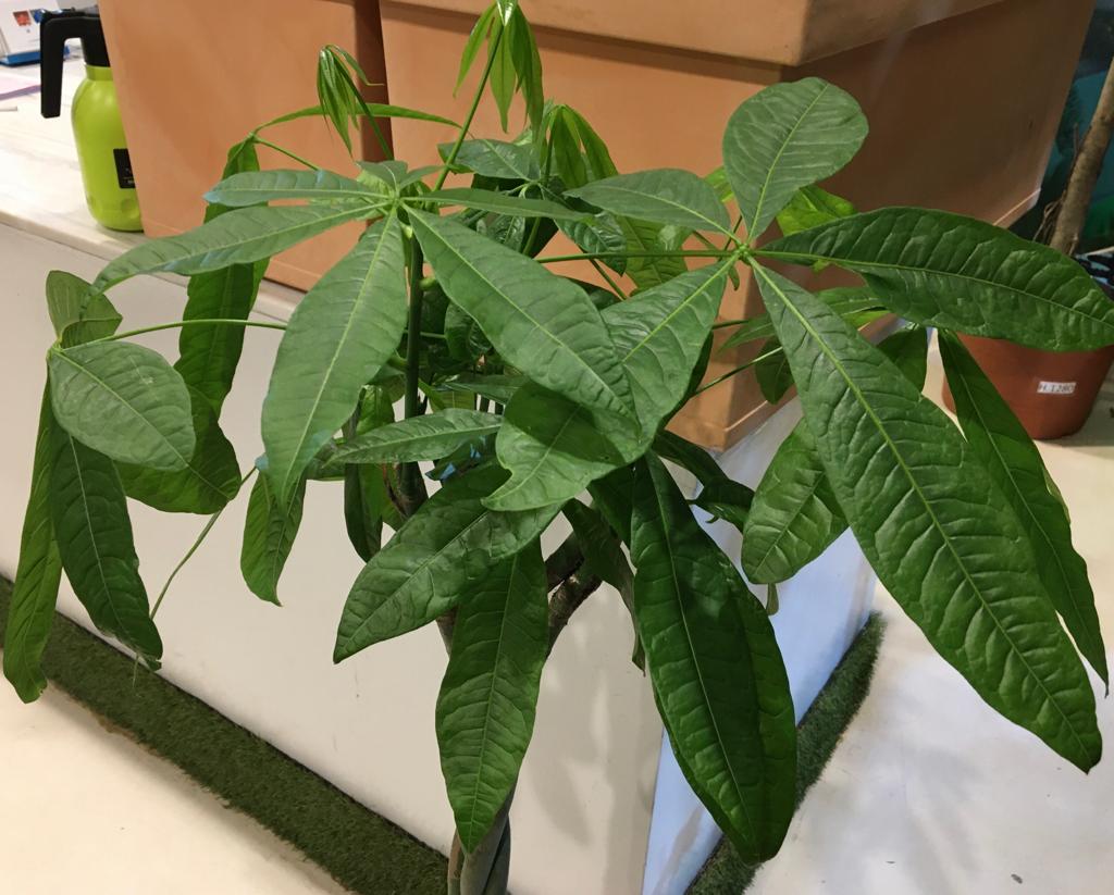 Buy Plants Online Cheap Indoor Trees Online Best Prices in Kuwait