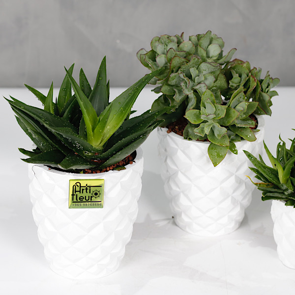 Indoor Premium Collection Plants Online Plants for Sale in Kuwait