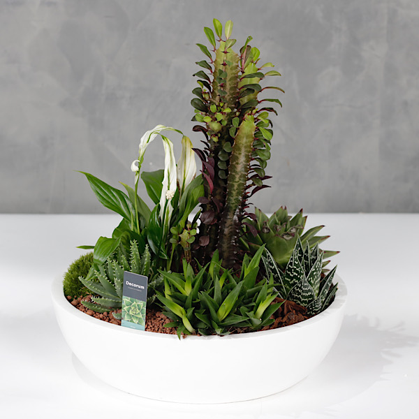 Indoor Premium Collection Plants Online Plants for Sale in Kuwait