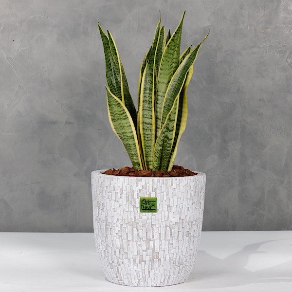 Indoor Premium Collection Plants Online Plants for Sale in Kuwait