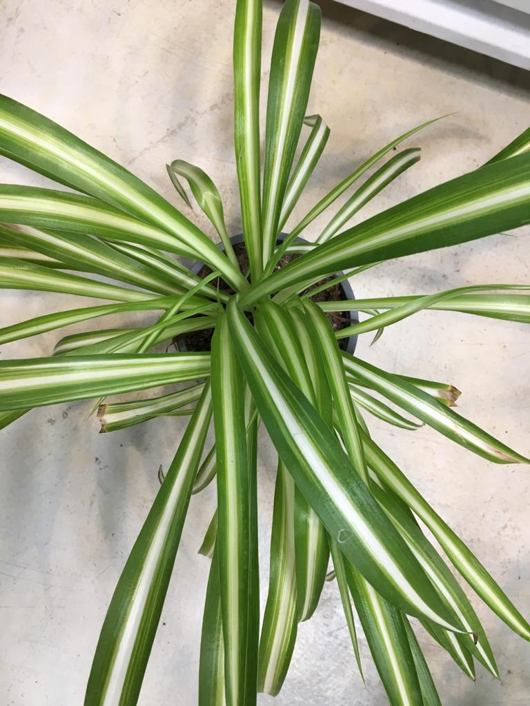 Best Indoor Live House Plants Online Small & Tall Indoor Plants