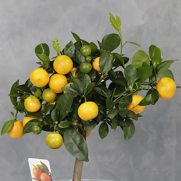 Indoor Premium Collection Plants Online Plants for Sale in Kuwait