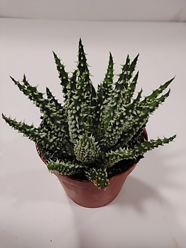 صبار الوفيرا 'قيمة المال اقل من  د.ك ١٠