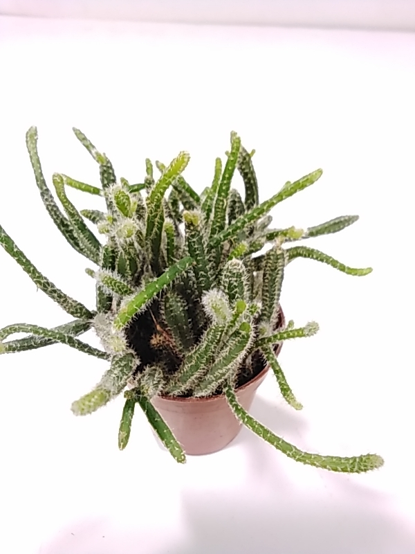 ربسالس 'قيمة المال اقل من  د.ك ١٠