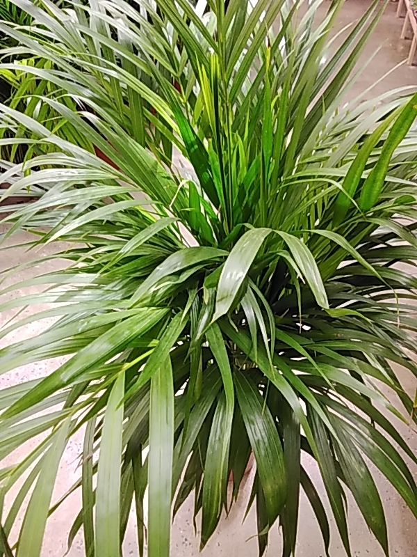 ARECA, Dypsis Lutescens 'Indoor Plants Shrubs