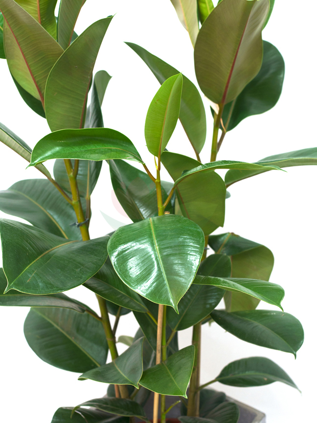 Buy Premium Live Plants Online Live Plants Delivery