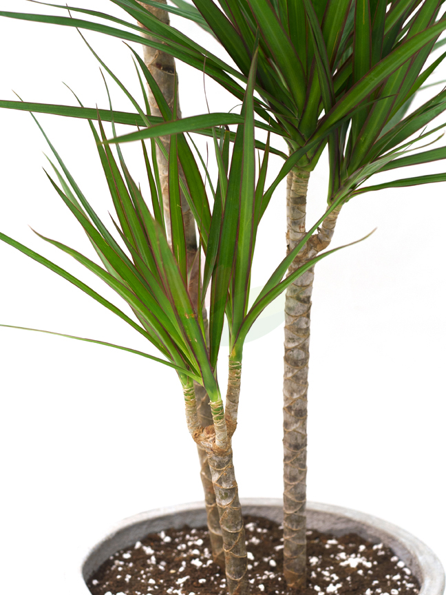 Buy Premium Live Plants Online Live Plants Delivery