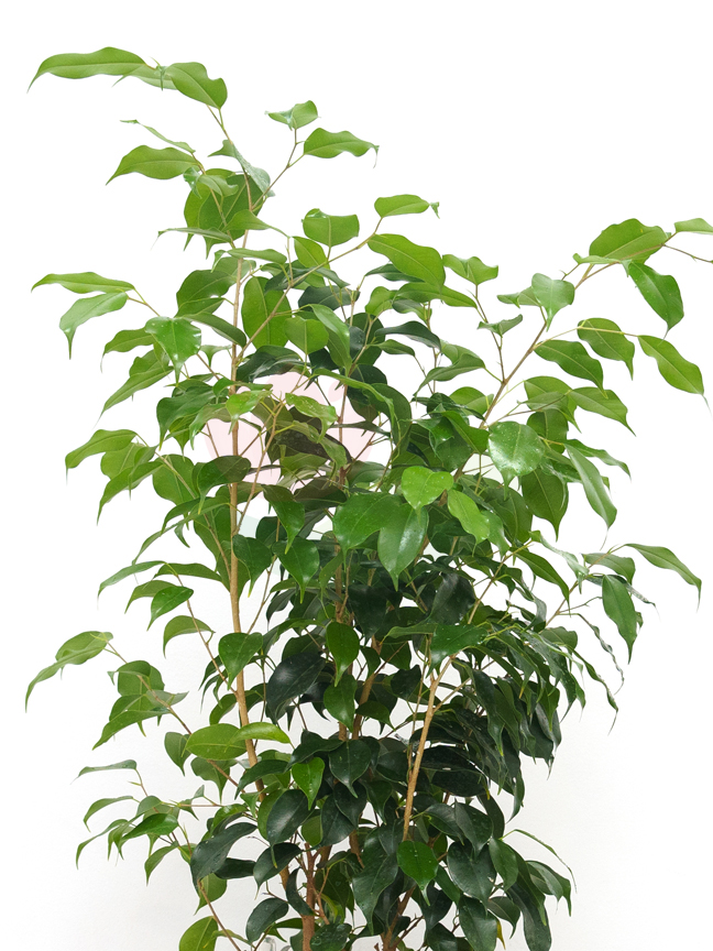 Buy Premium Live Plants Online Live Plants Delivery