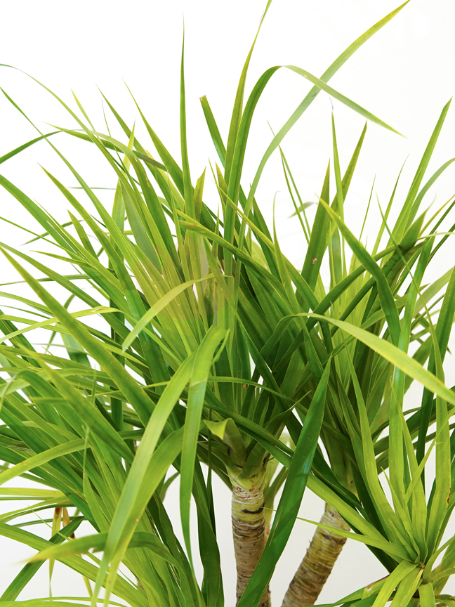 Dracaena Campodiana 'Indoor Plants Shrubs